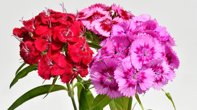 Colorful variety of sweet William