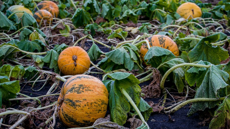 Pumpkins growing in a patch.