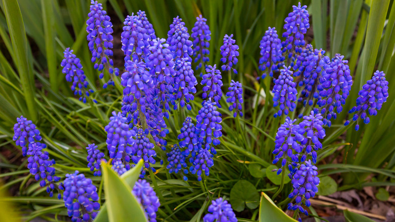 Grape hyacinth growing in a garden