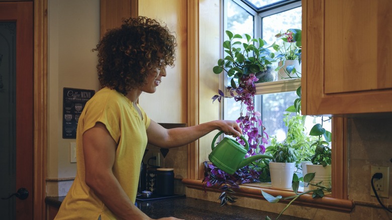Woman watering plants in windowsill 