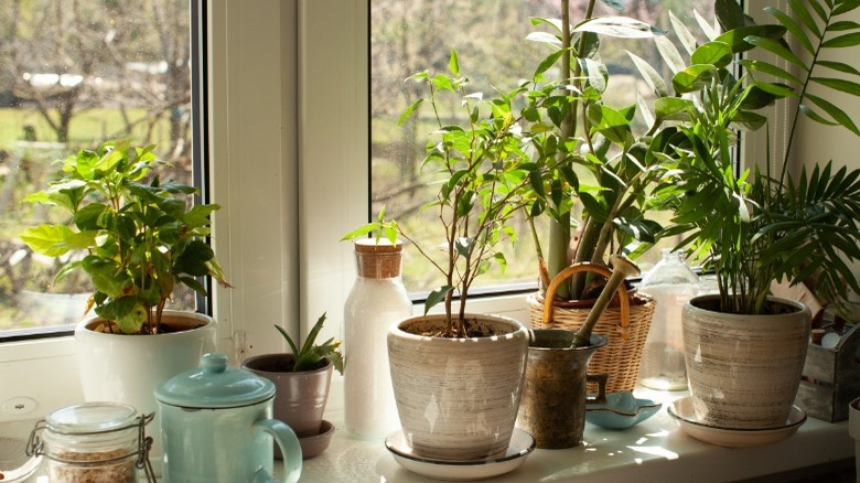 Martha Stewart's Guide To Growing Herbs In A Windowsill