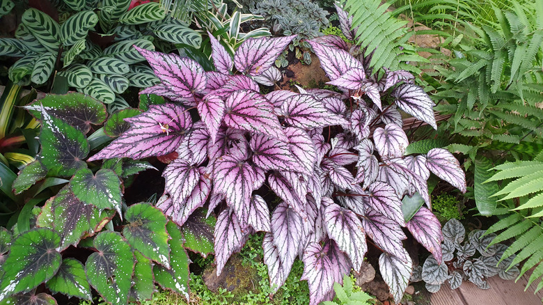 Stunning begonias with varying leaf colors in a shade garden among ferns and prayer plants