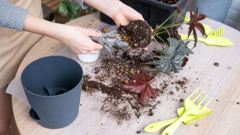 A home gardener potting up a newly propagated begonia plant