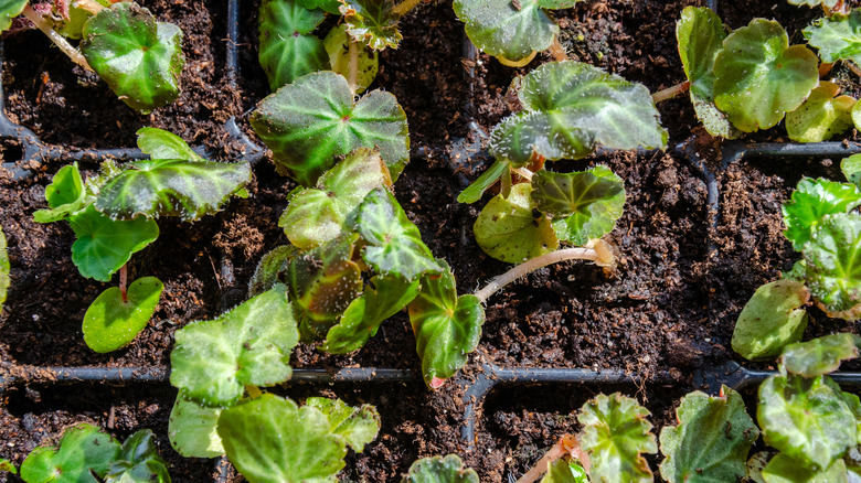 Closeup of a seedling tray filled with tiny begonia cuttings