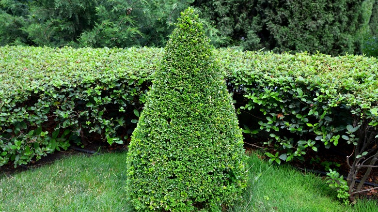 boxwoods in garden