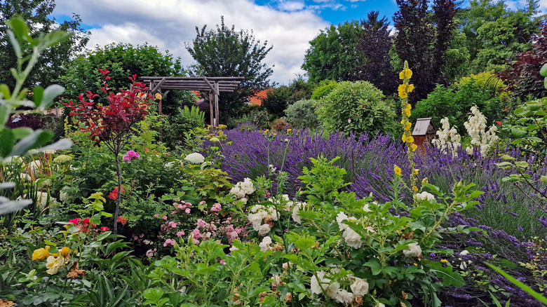 A lush garden with lots of vibrant flooking plants