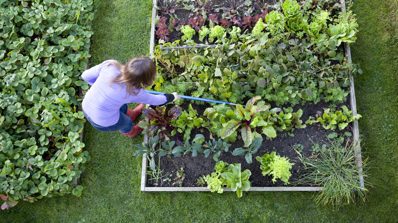 Woman tending to garden
