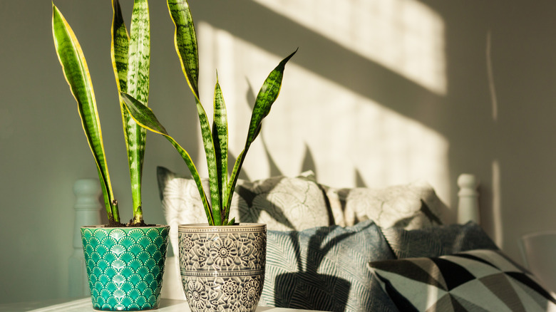 Snake plants on window sill