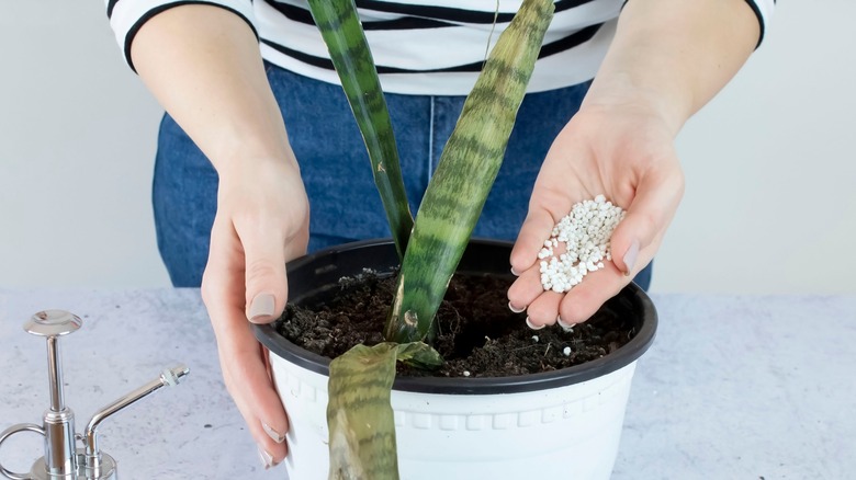 Fertilizing snake plant