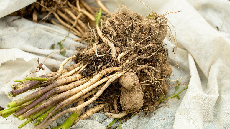 Dahlia tubers have been dug up and prepared for winter storage