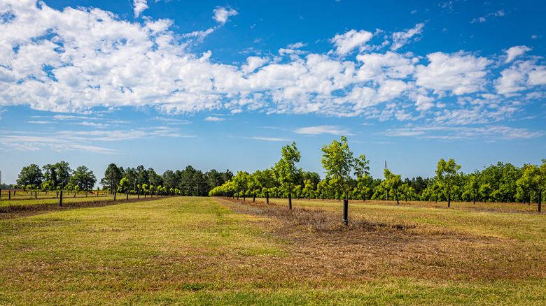 young pecan trees in field