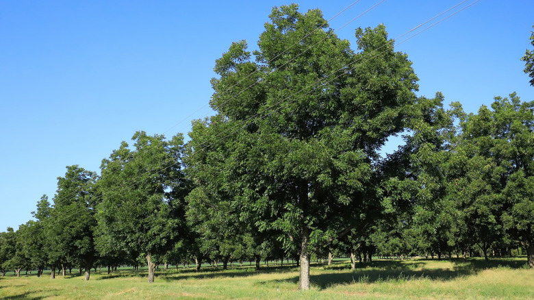 grove of pecan trees