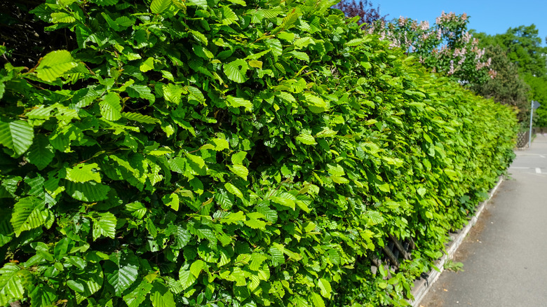 Hornbeam trees pruned into a privacy hedge