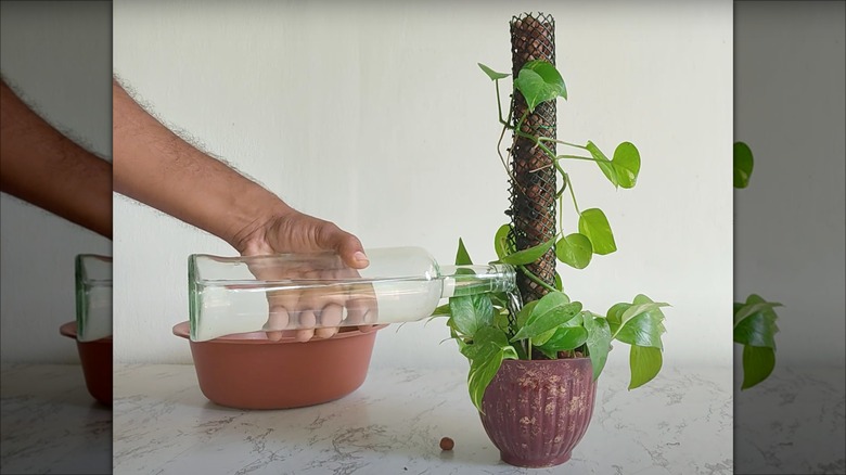 Person watering pothos with LECA