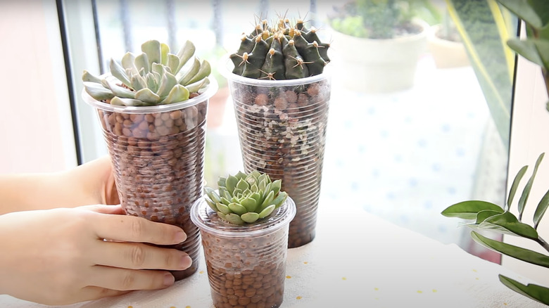 Three succulents growing in LECA