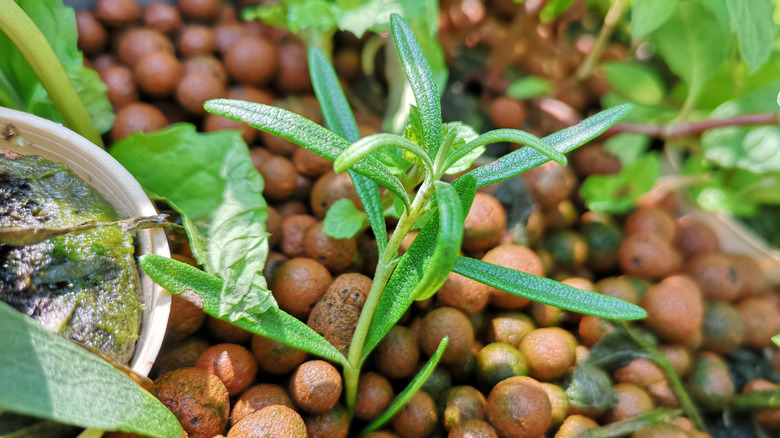 Rosemary plant in LECA