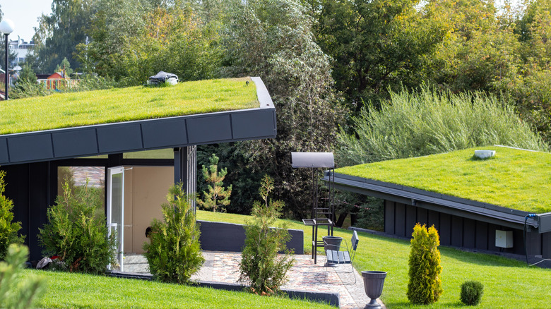 Grass grown on a roof