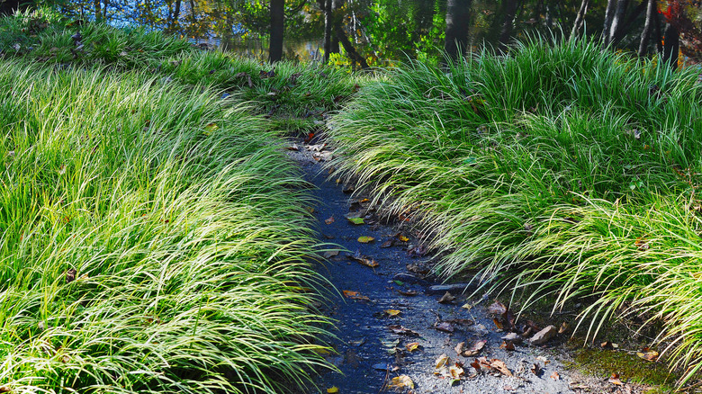  prairie Dropseed in garden