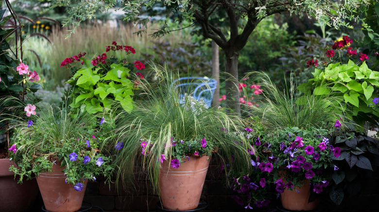 Mexican feather grass in plant pots