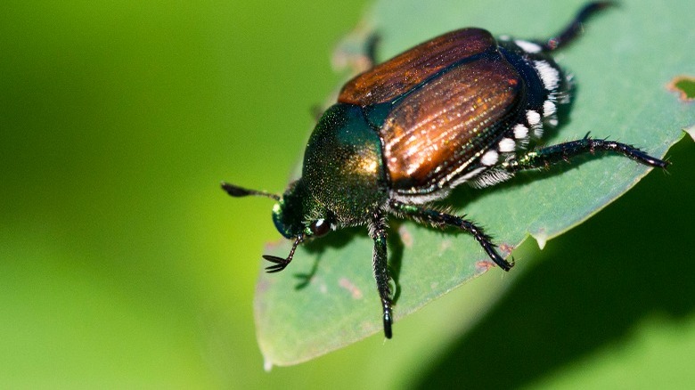 Closeup of Japanese beetle