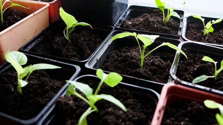 Seedlings in trays