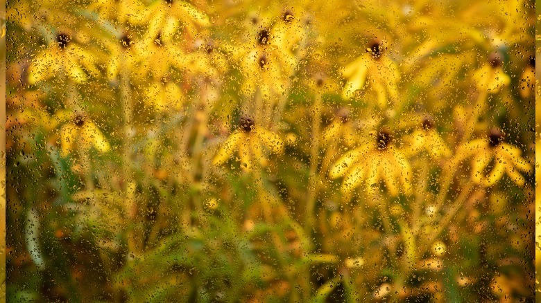 Yellow Mexican Hat Plants seen through wet window