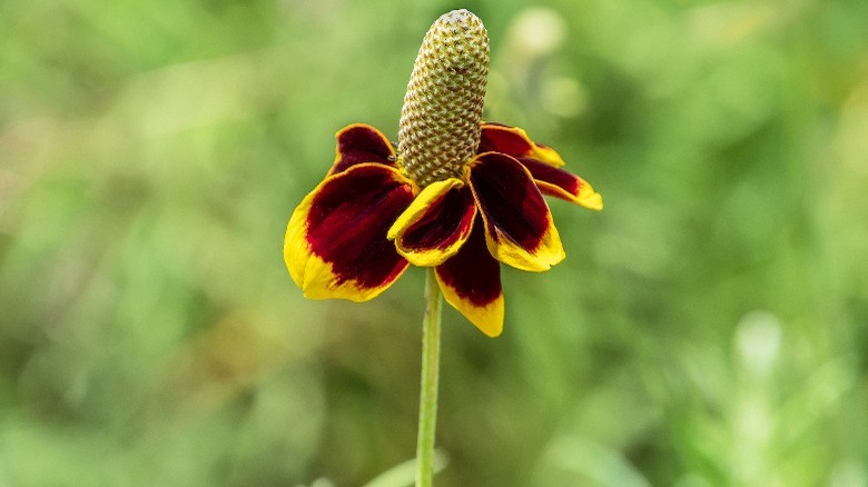 Mexican Hat Plant flower