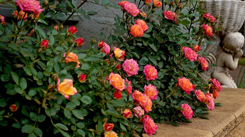 Pink and orange miniature roses