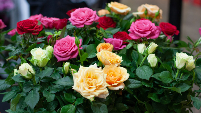 Miniature Roses Everything You Need To Know Before Planting