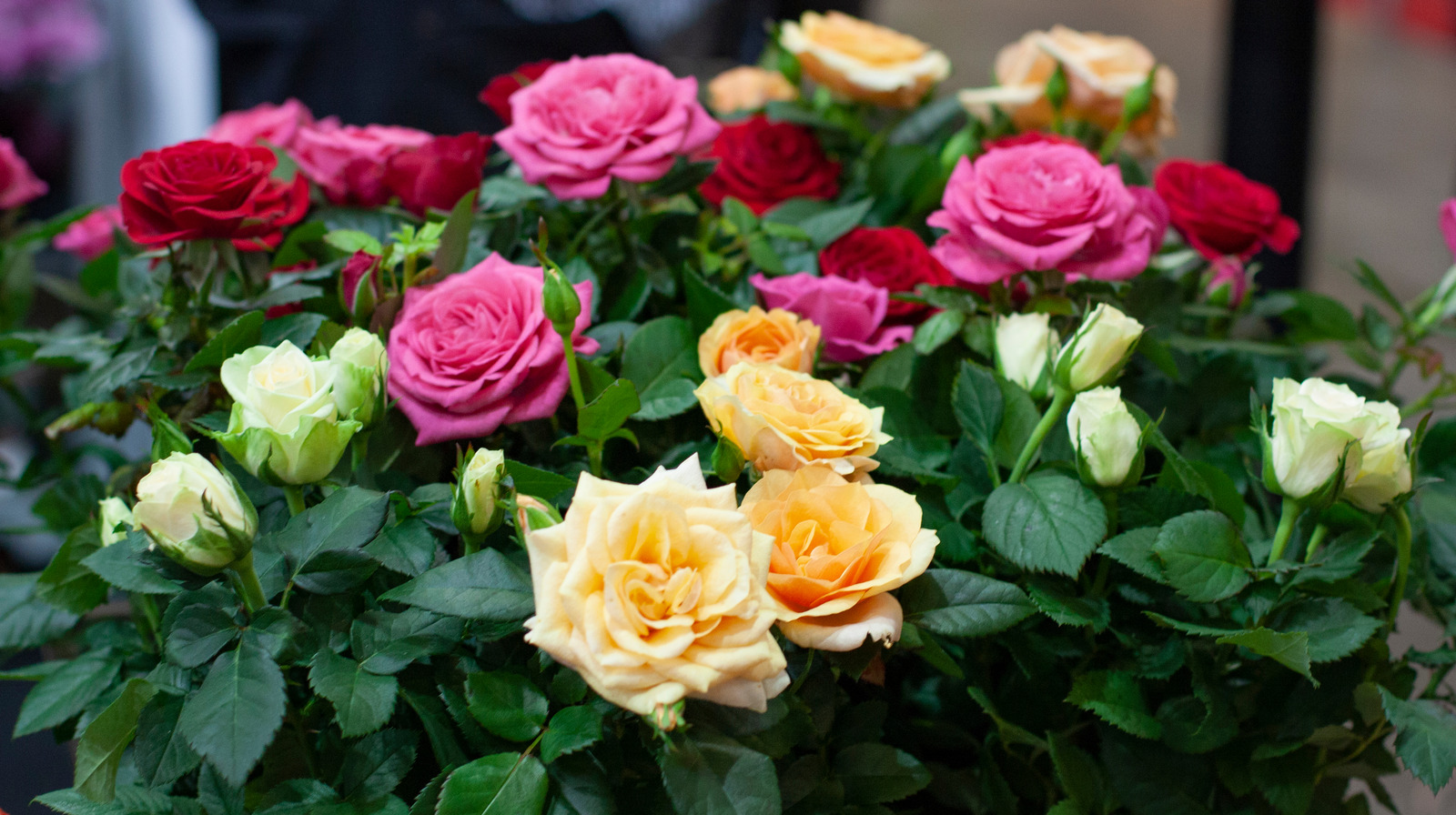 Miniature Roses Everything You Need To Know Before Planting Newz AI