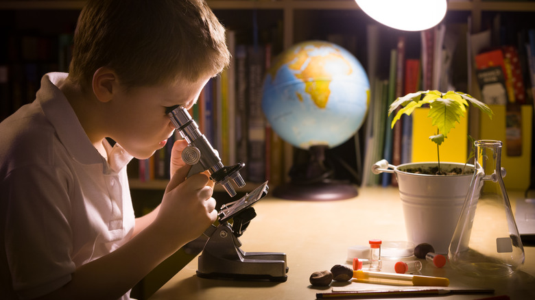 Looking at plant material through microscope