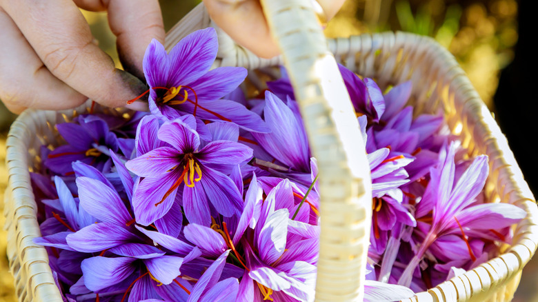 A basket of purple saffron flowers