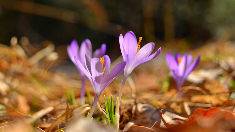 Purple saffron flowers growing in a garden