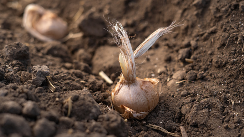 A crocus saffron bulb resting on in the dirt