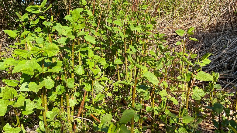 Japanese knotweed in the sunshine