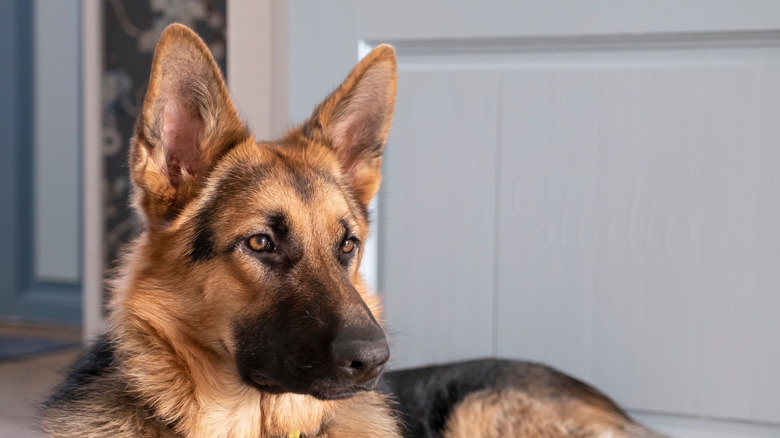 german shepherd dog in home