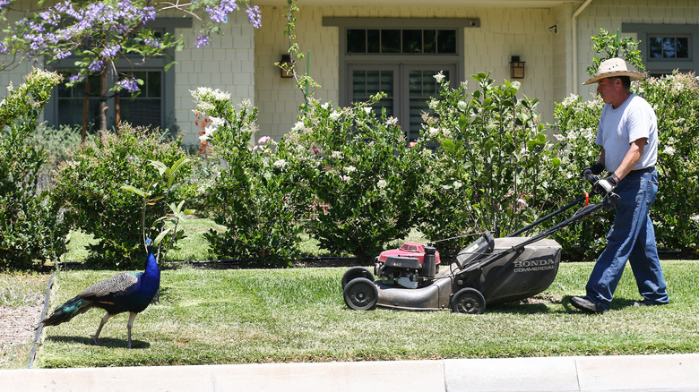 man mowing decorated yard