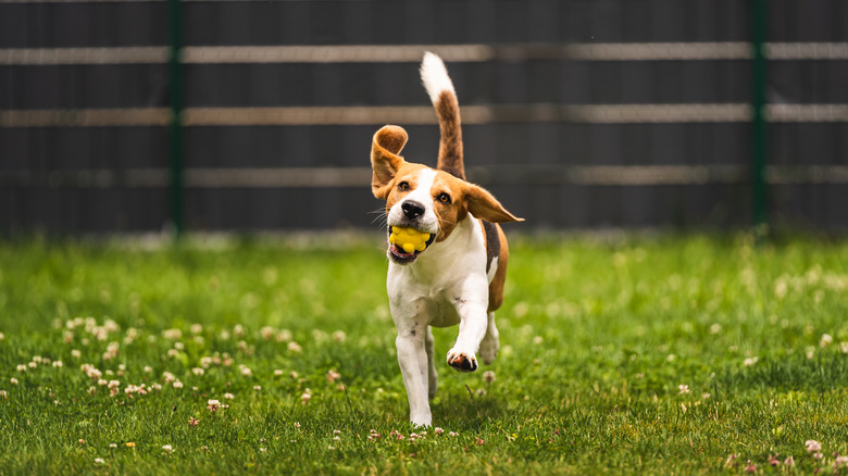 a beagle running