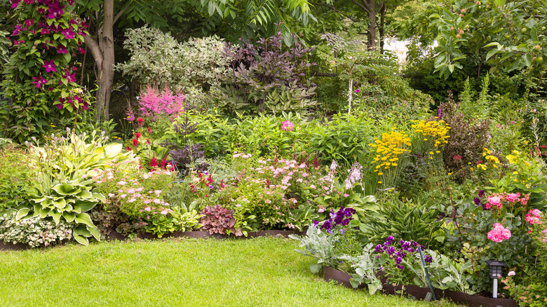 blooming flowers in backyard