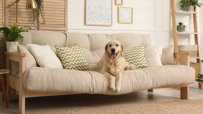 dog on beige minimalist couch