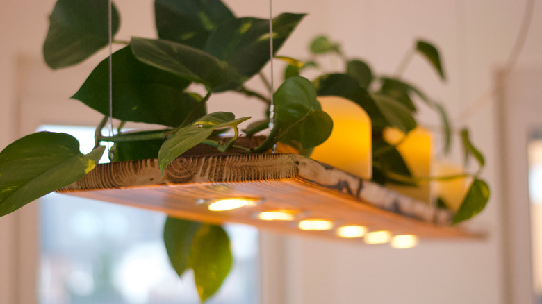 Greenery atop a hanging wooden board light display