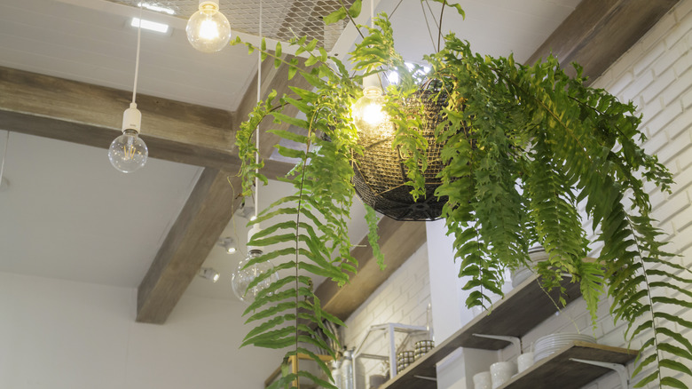 Hanging fern with mesh pot