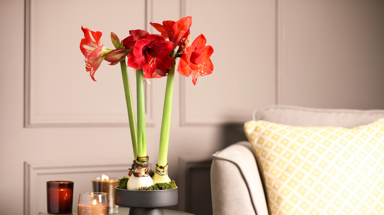 Bright red potted iris on table