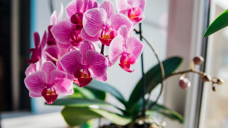 pink orchid near window sill