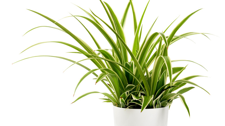 bright green spider plant