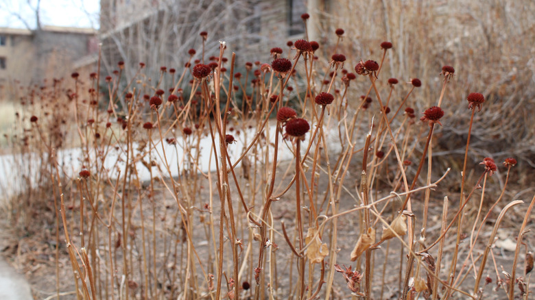 Dormant plants turning brown for the winter.