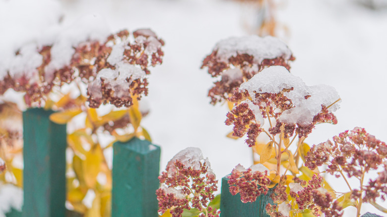 Dormant plants with snow in the winter.