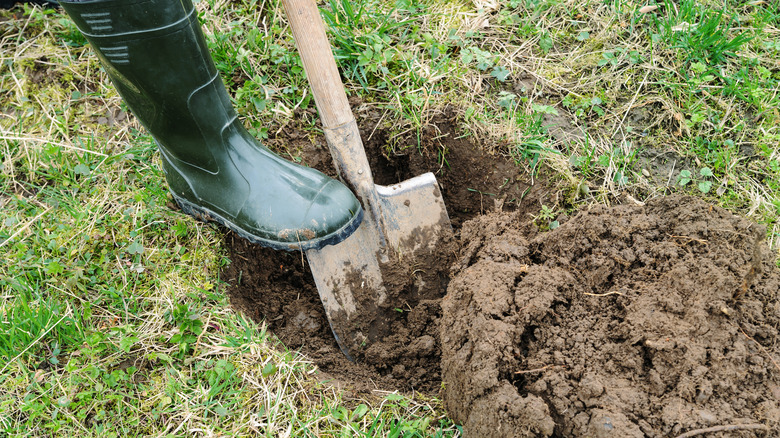 Digging a hole for tree