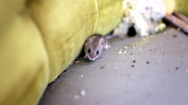 House mouse nesting in the stuffing on a chair