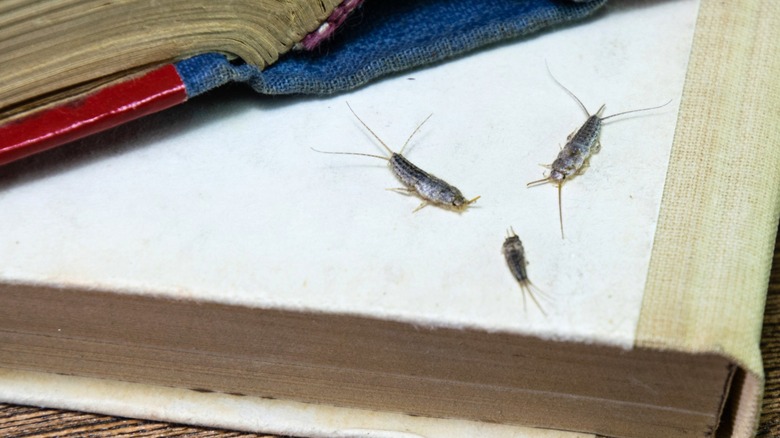 Three silverfish on books laying on wood table